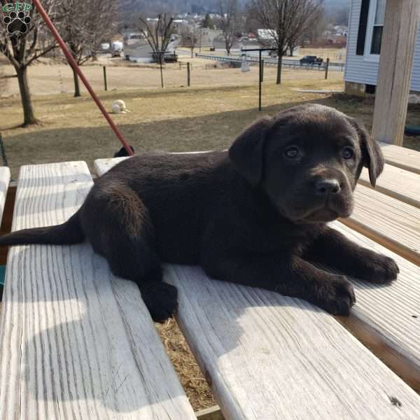 Nora, Black Labrador Retriever Puppy